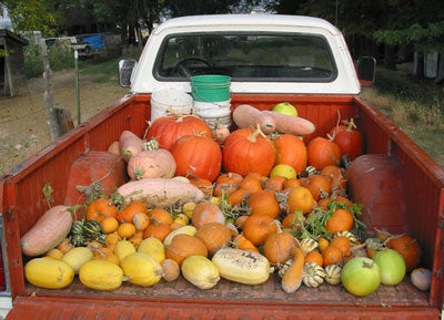 pickup truck with produce in the back