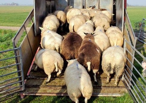 sheep loading into truck